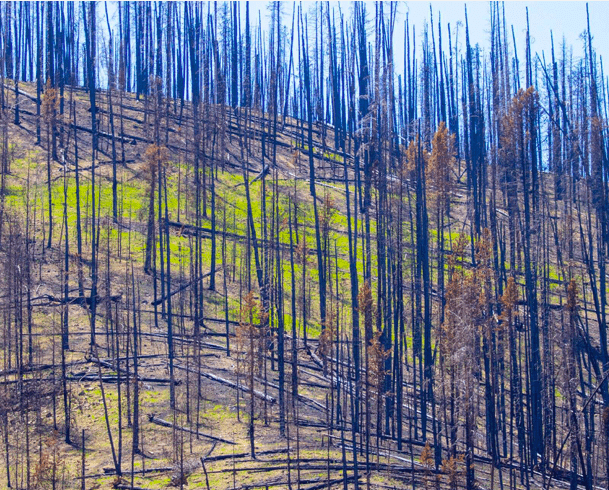Wildfires and wildlife: How animals survive fires and how you can help