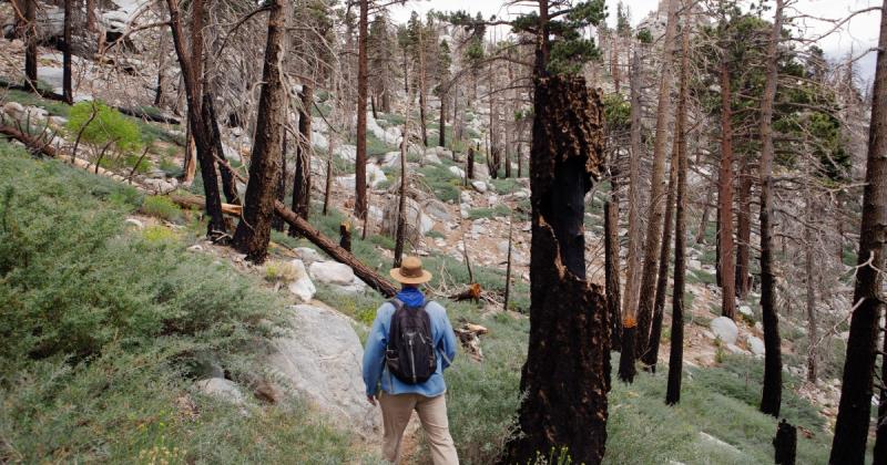 As California burns, some ecologists say it’s time to rethink forest management